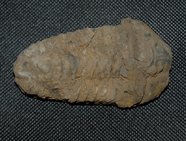 Trilobit Calymene